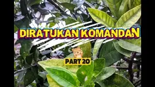 Cerita pendek DIRATUKAN KOMANDAN //PART20 #bantusubscribe 