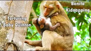 Real Breaking Heart This Clip !!! Bonita Kidnapping & Torturing Seriously Baby Quinton Weep Sadly