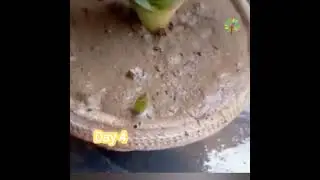 Time lapse aloe vera pups #aloevera #timelapse