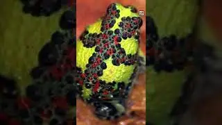 Quick Crucifix Toad Facts - An Actual Goomba - Animal a Day #shorts