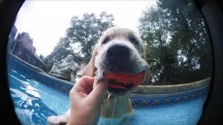 Ask the Pool Guy- Golden Retriever Bobby Axelrod and Underwater Swimming Video
