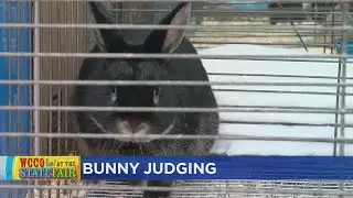 236 Rabbits Are On Display For Judging At Minnesota State Fair