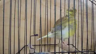 cinnamon variegated buff hen during the moult