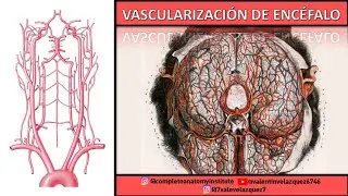 VASCULARIZACIÓN DEL ENCÉFALO | Polígono de Willis, vena de Galeno, vena basilar de Rosenthal, LCR