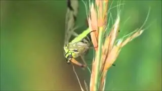 Common Scorpionfly (Panorpa Communis)