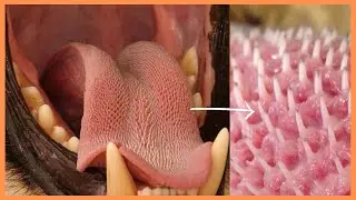 🐱 The Cat's Tongue | A Natural Sandpaper