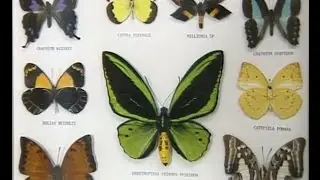 Birdwing Butterfly farming in New Guinea