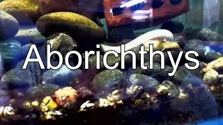 Loach fight in the Fishroom | Aborichthys | Squirrel Loach