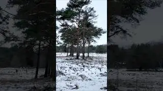 Icy Dutch Winter Pt2 | Watch Full Nature Walk in 4K on Channel! | #winter #4k #snow