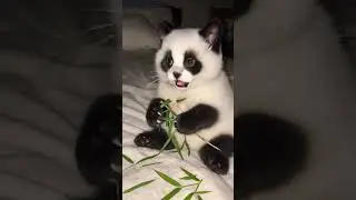 Panda kitten🐾🐼#viral #shots #youtubeshort #beautiful #shots #video