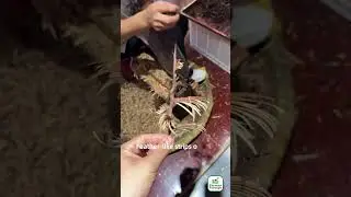 Удивительные способы применения шипов Gleditsia sinensis