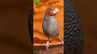 Red-headed finch (Amadina erythrocephala | paradise finch) #birds #bird #animals #nature
