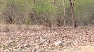 Awosame Sighting Choti Tara Cub Walking On Waterbody