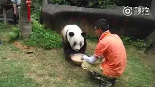 World's Oldest Panda, Basi, Dies