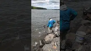 #livebait #caught #hudaonriver #scrapplenet #bassbait #strippedbassbait How I catch #fish #bait