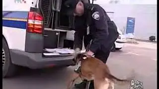 Policijski pas
