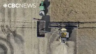 Canola harvest in Manitoba 2025 | Sights & Sounds