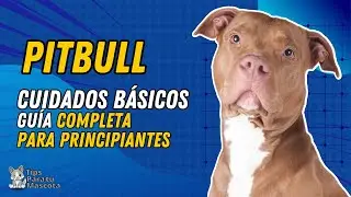 🐾🐶CUIDADOS PARA TU PITBULL