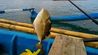 How To Fish Triggerfish: A Fishing Tips and Fishing Regulations To Catch This Exotic Coral Reef Fish