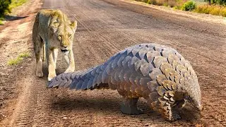 Un Pangolin Se Défend Contre Une Lionne | Les Animaux Se Sont Trompés D'adversaire