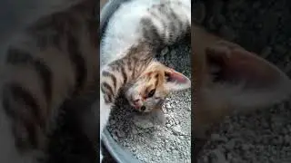 POLKA MY KITTEN PLAYING by Ceagre Manuel