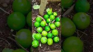 Battai lemon#Shorts#Ytshorts #ShortsVideo#Terrace_garden