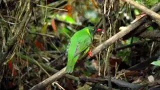 Green-and-black Fruiteater - Pipreola riefferii - Rio Blanco, C Andes