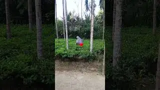 Tea leaf harvesting #teagarden #village #villagelife #assam
