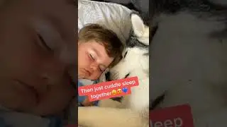 Husky protects baby