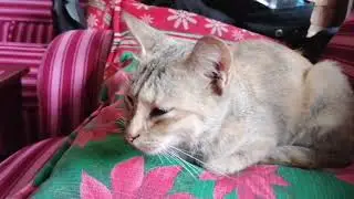 My Cutie CAT from AFRICA | Named: CAT TAI #africa #cutecat #cat #cattai #rikiakudo