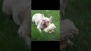 New Shade Isabella ❤️🐶 #youtubeshorts #newshadeisabella  #frenchiebulldog #dog #frenchie #newshade