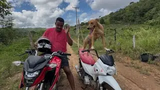 DOG RIDING A MOTORCYCLE