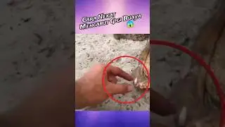 Cara Nekat Mencabut Gigi Buaya