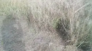 'Beware of the Love Grass Hazard' Dangerous Animals Love It