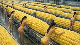 INSIDE THE WORLD'S LARGEST CORN PROCESSING PLANT: Millions of tons of corn processed daily