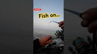 GT on ned shrimp #fishing #zman #zmanfishingproducts #zmanfishing