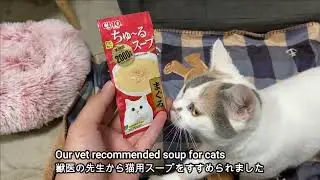 冬の脱水症対策・猫用スープ Dehydration Prevention in Winter【マンチカン三毛猫 Munchkin Kitten Kucing】