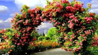 سورة الفاتحة بصوت القارئ أنس المغربي