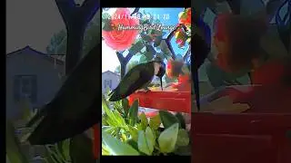 Hummingbirds Are Hiding Something from You and I'm About to Reveal It