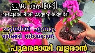 പൂമരമായി മായി വളരും വെള്ളത്തിൽ കലക്കി കൊടുക്ക് /poppy happy vloga/malayalam 