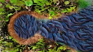Unique Fishing - survival skills Man Build Deep Hole Underground Fish Trap By Muddy soil 2021