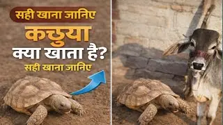 Kacchua kya khana khata hai | कछुआ को खाना खिलाना चाहिए #kachhua #turtlecare 
