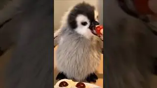 #beautiful #penguin #baby🐧🐧🐧🐧 #viral #reels #trending #reels🐧🐧🐧🐧🐧