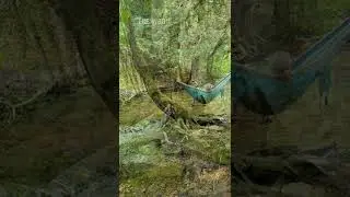 Meditation for the Forest Mind-1.    #forestmind #forestbathing #forestroad #peaceful #nature