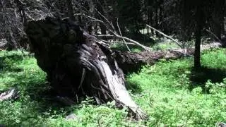 Plants, Flora, Flowers, Trees Part 2 of 26 Nature Ecosystem of Western N America Documenta
