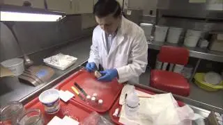 Managing Shark Populations in Alaskan Waters