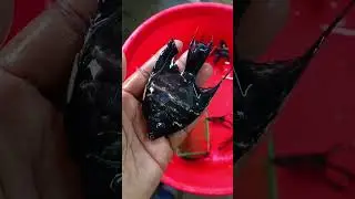 Black Angel Fish 