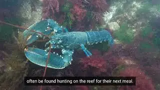 Norfolk’s Chalk Reef
