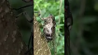 Cicada #japan