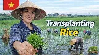 Vietnam Rural Life: How Local Farmers Patch Rice Fields